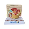 Prostate anatomical model